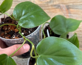 Heartleaf philodendron- 4" Nursery Pot