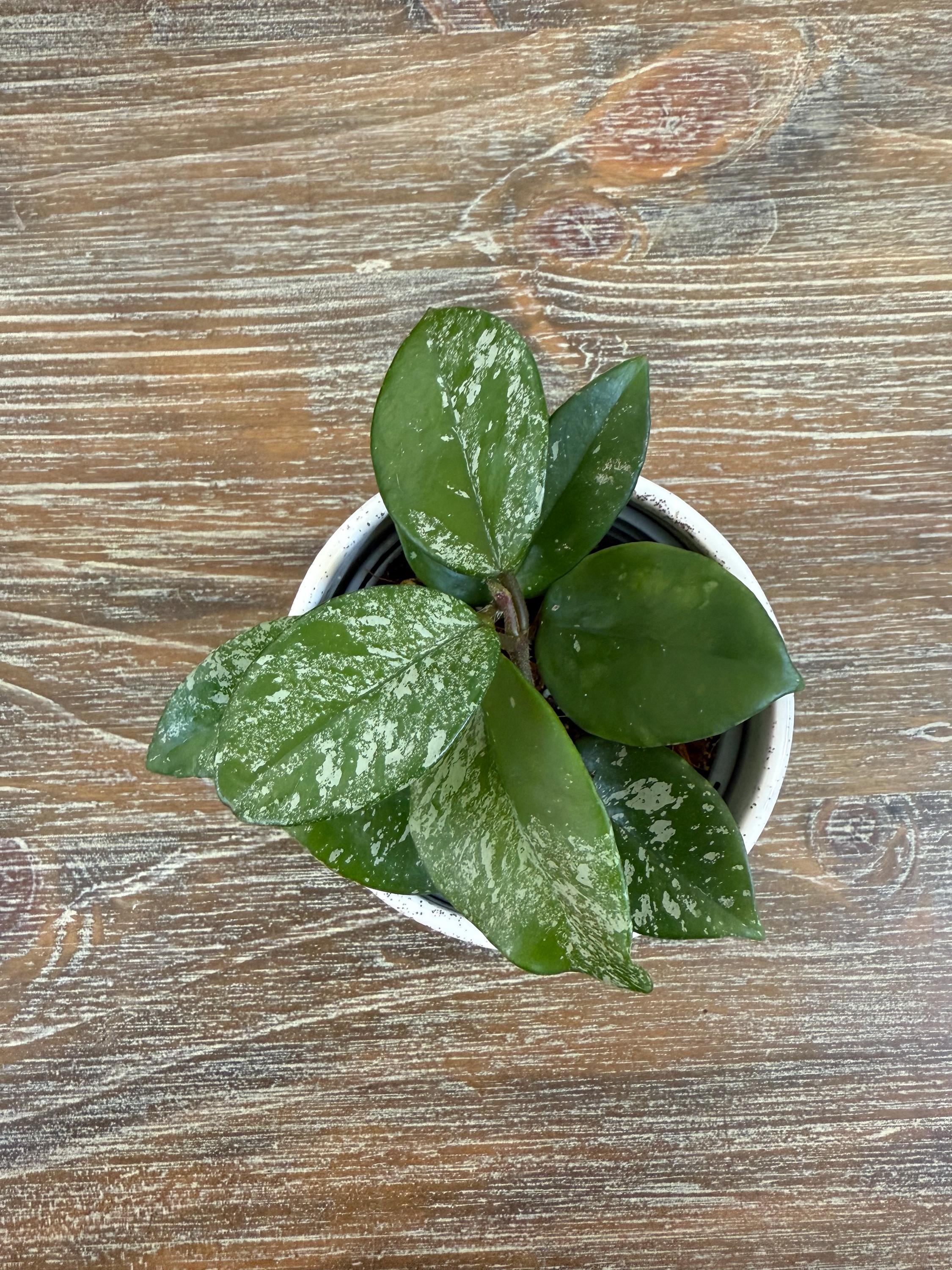 Hoya Carnosa Freckled Splash rooted 4"