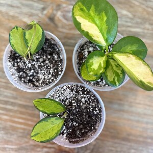 Pode incluir: Tr&ecirc;s pequenas plantas em vasos com folhas variegadas verdes e amarelas. As plantas est&atilde;o em vasos de pl&aacute;stico transparente cheios de terra e perlita branca. Os vasos est&atilde;o dispostos sobre uma superf&iacute;cie de madeira.