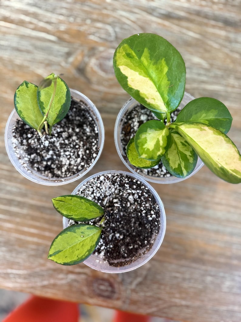 Pode incluir: Tr&ecirc;s pequenas plantas em vasos com folhas variegadas verdes e amarelas. As plantas est&atilde;o em vasos de pl&aacute;stico transparente cheios de terra e perlita branca. Os vasos est&atilde;o dispostos sobre uma superf&iacute;cie de madeira.