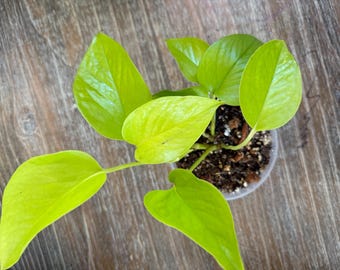 Neon Pothos Indoor Plant in a 4" Nursery Pot