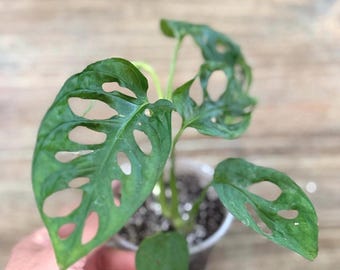 Monstera Adansonii Swiss Cheese Plant: Easy Care Indoor Vine