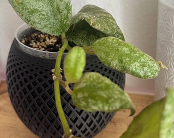 Hoya Waymaniae Cloud Sky - Rare Hoya - Rooted in 4" Clear Pot