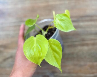 Neon Lemon Lime Philodendron: Trailing Houseplant in 4" Pot