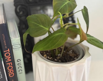 Micans Philodendron - Heart Shaped Velvet Leaf | Lve rooted plant 4’ pot