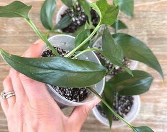 Pothos Baltic Blue: Rare Indoor Climbing Plant - 4" Pot