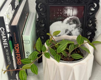 Peperomia Funky Frog| Peperomia Angulata | 4" Nursery Pot