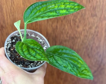 Monstera Peru 4" rooted