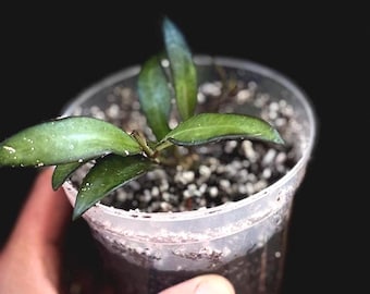 Hoya ‘Rosita’- 4 inch rooted