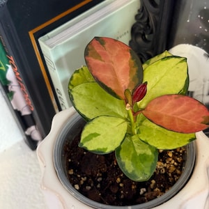 Hoya Australis Lisa - rooted 4" imagem 1