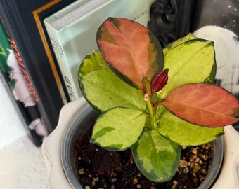 Hoya Australis Lisa - rooted 4"