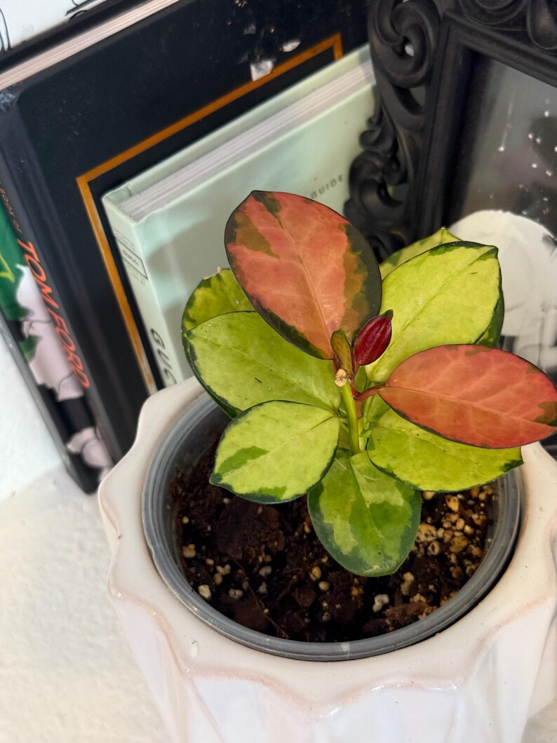 Hoya Australis Lisa - rooted 4" imagem 1