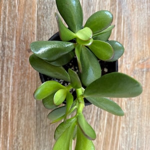 May include: Overhead view of a small jade plant in a black pot. The succulent has thick, oval-shaped green leaves with reddish edges. The plant sits on a light brown wooden surface.