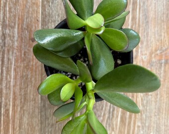 Jade plant - 4" Nursery Pot