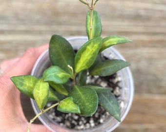 Variegated Sea Stones Hoya Plant: Easy Care Trailing Houseplant - 4" Pot