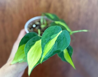 Philodendron Brasil 4” pot