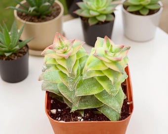 Live Succulent 2" Crassula Perforata Ivory Towers, Succulents Plants Live Fully Rooted House Plant for Home Office Decoration
