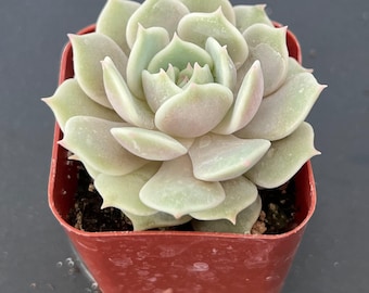 Live Succulent Fully Rooted in 2" Pot with Soil, House Plant for Indoor Outdoor Home Office Wedding Decoration DIY Projects Party Favor
