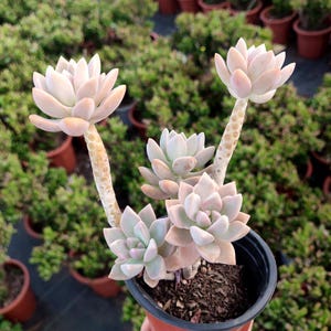 May include: A potted succulent plant with pale pink and green leaves. The plant has multiple rosettes and long stems, with a background of other potted plants. The succulent is in a black plastic pot.