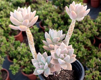 Live succulent in 2-inch pot with soil, fully rooted. Perfect for indoor & outdoor home, office and wedding decoration.