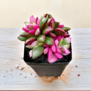 May include: A vibrant succulent plant with pink, green, and burgundy leaves, potted in a small black square container. The plant's colorful foliage contrasts with the dark pot, creating a visually appealing display. The plant sits on a light-colored wooden surface.