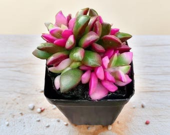 Succulent Plant(s) Fully Rooted in 2 inch Planter Pots with Soil - Real Live Potted Succulents/Unique Indoor Cactus Decor