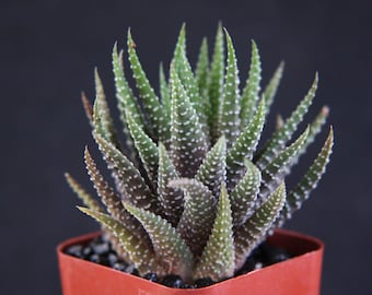Live Succulent 2~3" Haworthia Super Fasciata, Succulents Plants Live Fully Rooted House Plant for Home Office Decoration