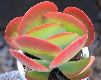 Kalanchoe Paddle Plant - Unique Flapjack Succulent with Vibrant Foliage - Drought-Tolerant Indoor/Outdoor Beauty for Your Home or Garden
