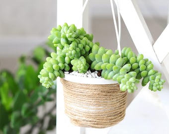Live Succulent 2" Donkey Tails, Succulents Plants Live, Succulent Plants Fully Rooted, House Plant for Home Office Decoration, DIY Projects