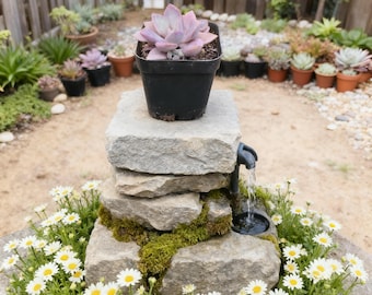 Fat Plants San Diego Live Echeveria Succulent Plant in a 2 inch Plastic Growers Pot (2 inch, Graptoveria Debbie)