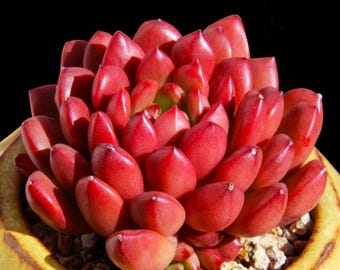 Echeveria Pink Rubby Rare Live Succulent Plants, Red Cluster 2" Live Plant, Garden Indoor Office Desk, Wedding Party