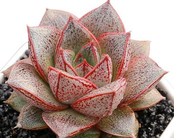 Rare Live Succulent Plant Fully Rooted in 2" Planter with Soil, Home Office Indoor Outdoor Wedding Decoration DIY Projects Party Favor