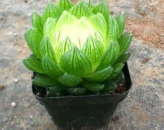 Succulent Plant (s) Fully Rooted in 2 inch Planter Pots with Soil - Real Succulent Live Potted Succulents/Unique Indoor Cactus Decor