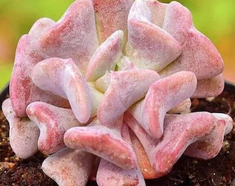 Live Echeveria Succulent Plants, Fully Rooted 2-3inch , Live Easy Care Indoor Succulents for Gift or Home Decoration