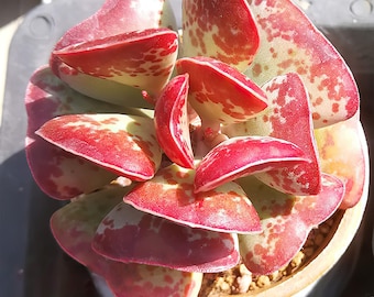 Live Succulent Calico Hearts, Approx 2 inch Large, Potted Succulents, Fully Rooted, Easy Care House Plants