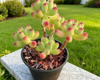 Live Succulent Plant,  (2" Pot, Jelly Beans), fully rooted live succulent potted plant, suitable for home and office decoration.