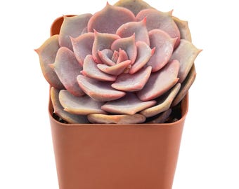2" Live Succulent Plants Echeveria 'Pink Lover', Mini Potted Succulents, Easy Care Indoor Houseplant, Unique Gifts, Home Office Décor