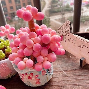 May include: A potted succulent plant with pink, spherical leaves resembling grapes. The plant is in a decorative, light blue pot with a floral design. A wooden sign with a girl illustration is in the background.