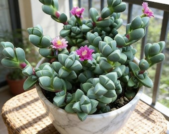 Live Succulent Corpuscularia lehmannii, Easy Care, 2 Inch Fully Rooted Potted Indoor Plant for Home Decor
