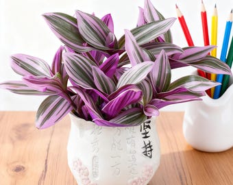 2" Unique Succulents Plants Live, Live Starter Succulent Plants, Easy Care House Plants Rooted in Succulent Soil Mix