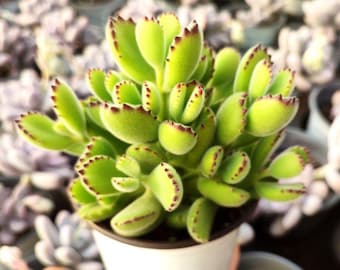 Live Succulent 2"Variegated Bear Paws Rooted in Pots with Soil Mix, Succulents Plants Live, for Home Office Wedding Indoor Decoration