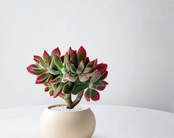 Rare Dwarf Hybrid Euphorbia Japonica 2" Succulent,Suitable for indoor and outdoor display, home & office decoration, wedding arrangement