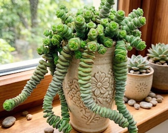 2-inch String of Buttons Live Plant,  'Baby's Necklace' Trailing Succulent, Rooted in Pot, Ideal for Hanging Decoration in Home and Office