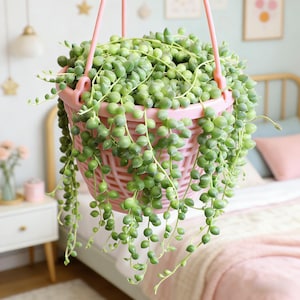 May include: A hanging basket planter filled with a String of Pearls succulent. The pink basket has a woven design and is suspended by a matching pink hanger. The plant features cascading strands of small, round, green leaves.