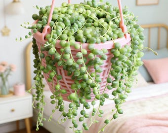 Fresh String of Pearls succulent, live succulent plant, live plant, easy to care for, 2-inch rooted potted plant, for home decoration