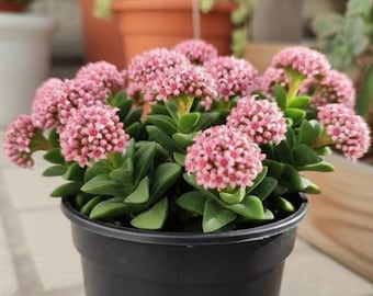 Live Cactus and Succulent Plants (2" Pot Crassula Morgan's Beauty)