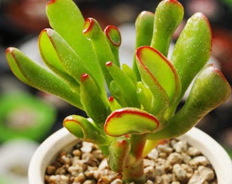 2-inch potted variegated jade plant 'ET's Fingers' succulent, a live rooted succulent pot, suitable for home and office decoration.