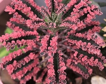 Pink Butterfly Kalanchoe Live Plant, Kalanchoe Potted Seedling, Planted in 2 Inch Pot, Pink Kalanchoe Succulent (Mother of Thousands)