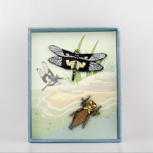 いきもの大図鑑アドバンス アゲハチョウ ディスプレイスタンドセット