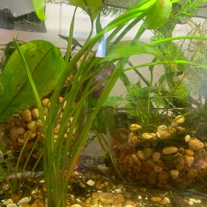 May include: A close-up of an aquarium with lush green plants and small, rounded pebbles. The plants include long, thin blades and broad leaves. The aquarium is filled with water, creating a natural and vibrant environment.